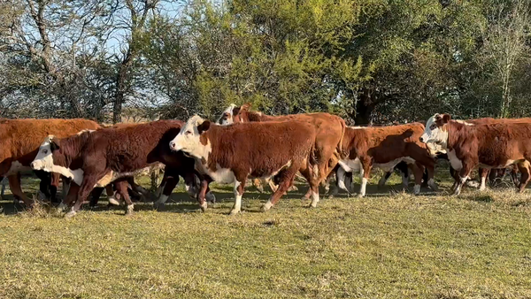 Lote 90 Terneros en Corrientes, Curuzu Cuatia