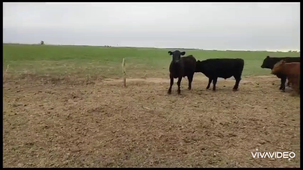 Lote 160 Novillitos en Gral. Villegas, Buenos Aires