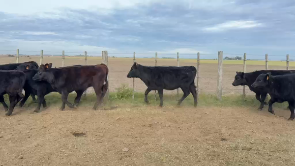 Lote TERNERAS