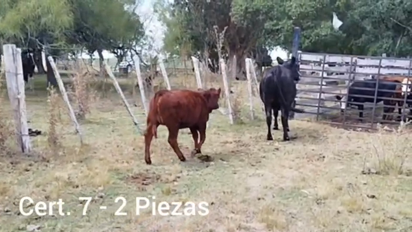 Lote PIEZAS DE CRIA