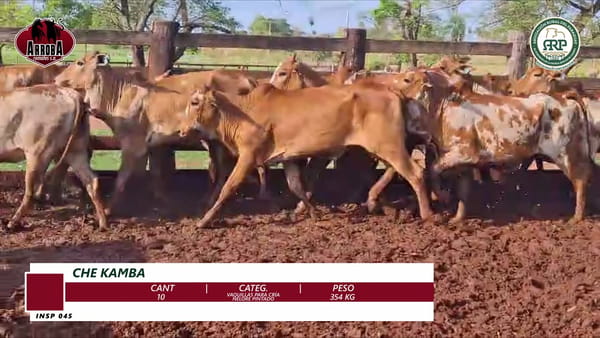 Lote VAQUILLAS PARA CRÍA | NELORE PINTADO