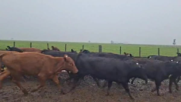 Lote 160 Terneras