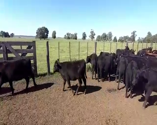 Lote 41 Terneros/as en Castelli, Buenos Aires