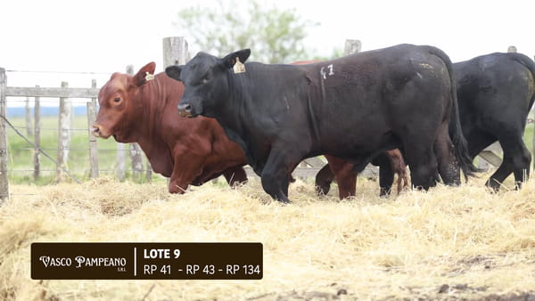 Lote TOROS BRANGUS