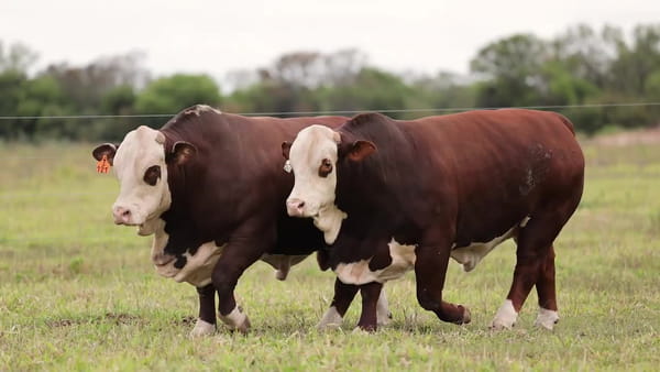 Lote Toros BRAFORD - Cabaña TENONDERA