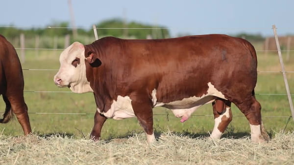 Lote Toros Braford - Cabaña El Cambio