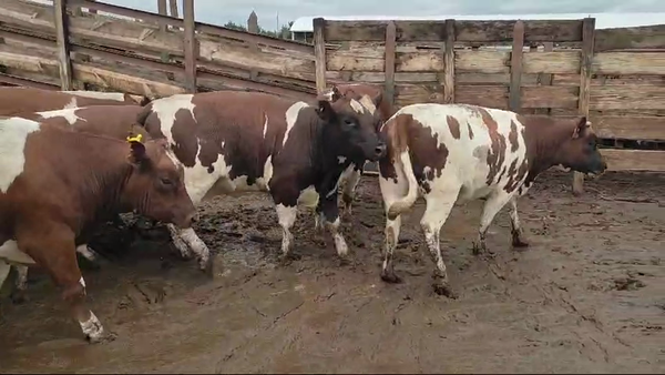 Lote 20 Vaquilla Gorda en Los Ángeles, VIII Región Biobío