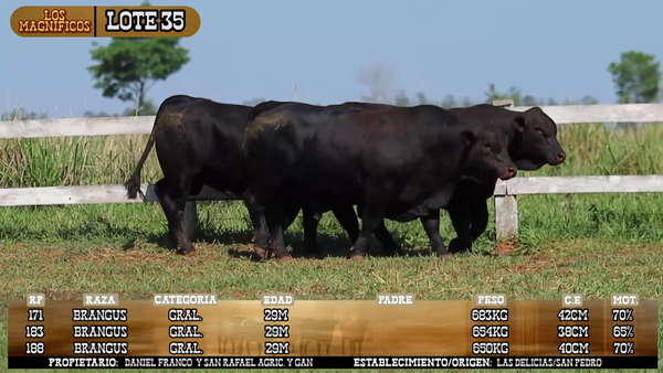 Lote LOTE 35