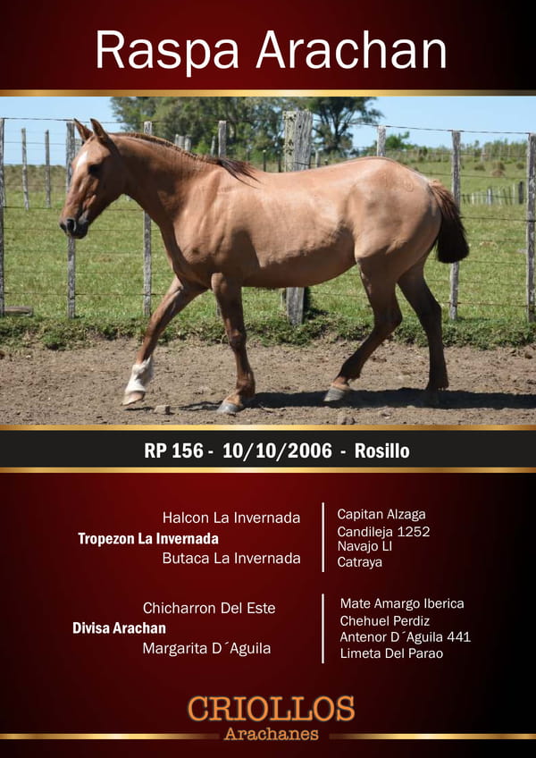 Lote Raspa Arachán - RP 156