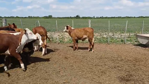 Lote 15 Terneras Braford y Hereford en Sunchales, Santa Fe