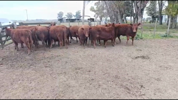 Lote 12 Terneras
