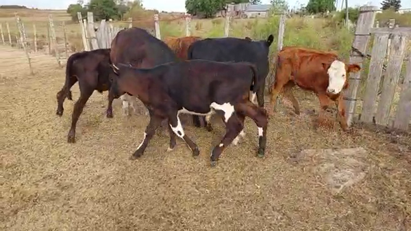 Lote 8 Terneros Hereford Normando y Cruza en Carreta Quedada