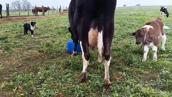 Lote 2 Piezas de cría 440kg - , San José