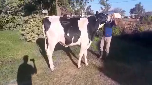 Lote Toros - Establecimiento Don Francisco