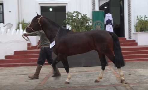 Lote CRIOLLOS EXPO INTERNACIONAL 2022 RP 322- LOTE 2