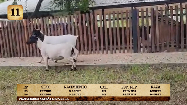 Lote LOTE 11