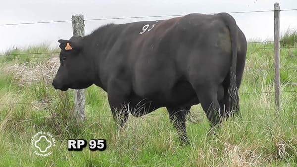 Lote Toro 2 años | S.A.
