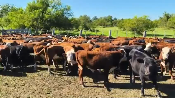 Lote 166 Terneros/as