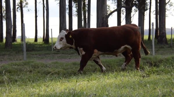 Lote POLLED HEREFORD