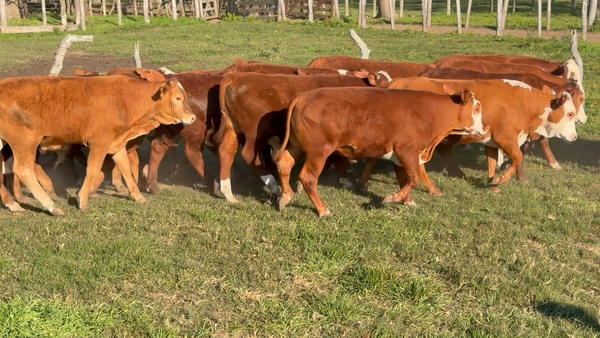 Lote 96 Terneros/as en Corrientes, Bella Vista
