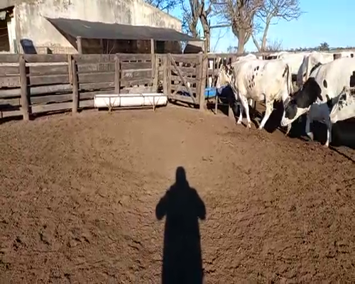 Lote VAQUILLONAS PREÑADAS