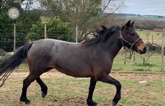 Lote MASCANTA MOLLES