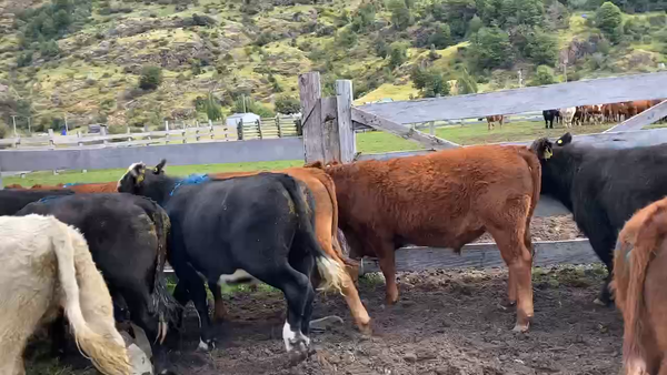 Lote 24 Novillo Engorda en Chile Chico, XI Región Aysén