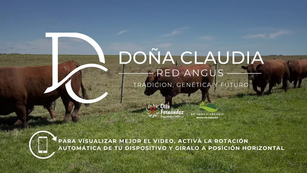 Lote Toros Doña Claudia