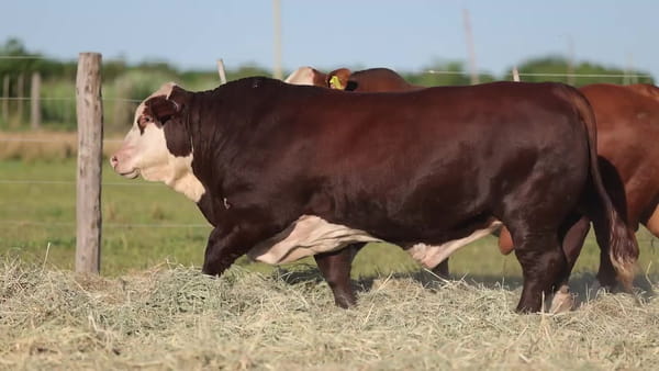 Lote Toros Braford - Cabaña El Cambio
