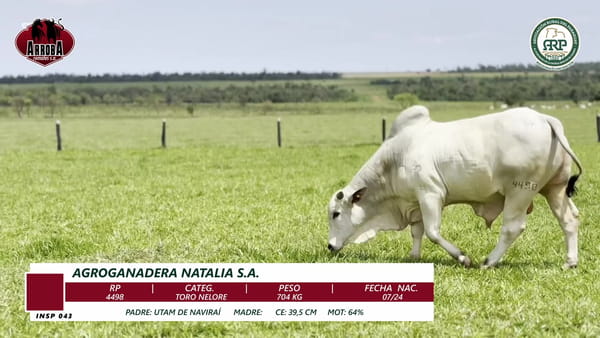 Lote TORO NELORE