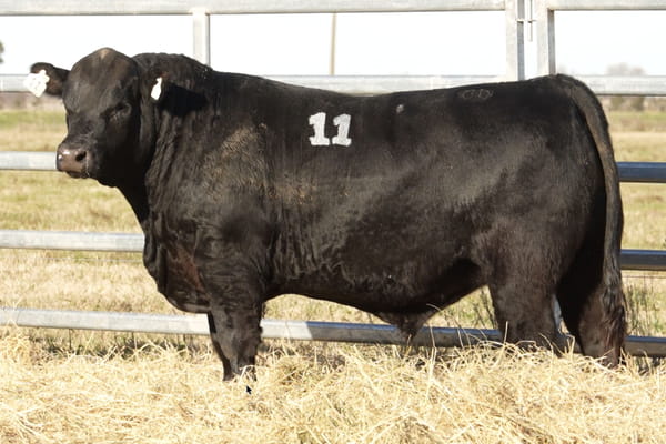 11 — TOROS ANGUS PUROS CONTROLADOS