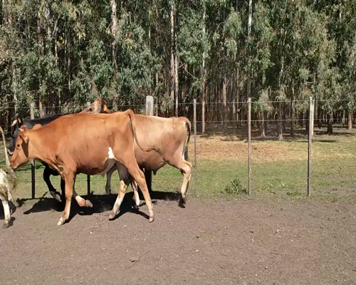 Lote (Vendido)6 Novillos 3 JE Y 3 KIWI 310kg - , Colonia
