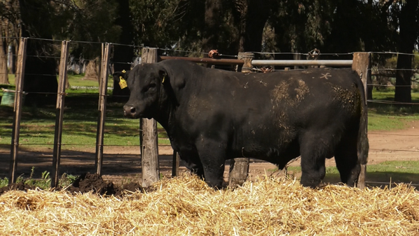 Lote TOROS PUROS CONTROLADOS