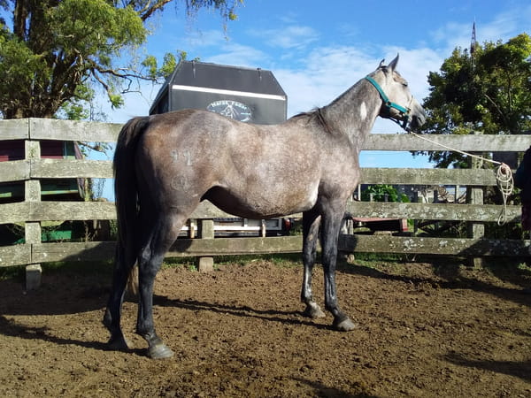 Lote 91 - Fadar Yaguarí