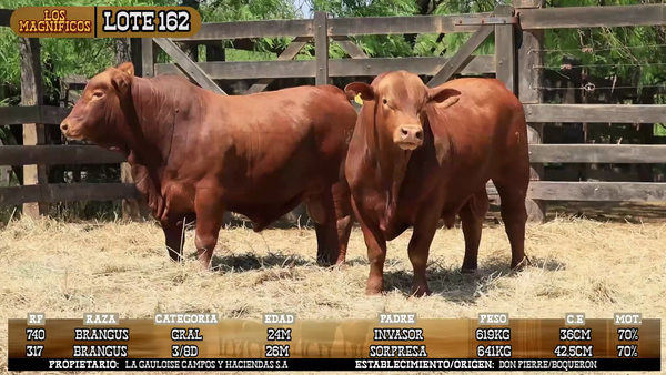 Lote LOTE 162