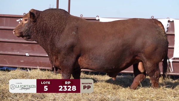 Lote TORO PP