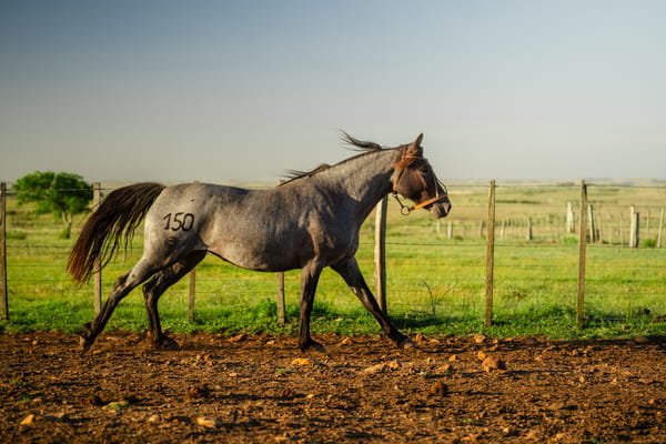 Lote ETERNA LOS CERROS