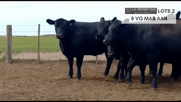 Lote "LA PROMETIDA" 8 VQ MAS AAC