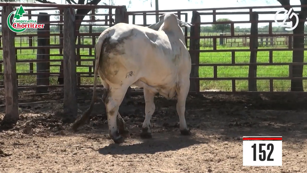 Lote Brahman