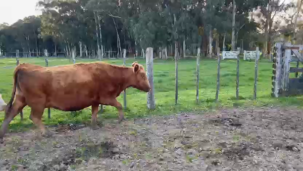 Lote 35 Vacas CUT con cría en Buenos Aires, Chascomús