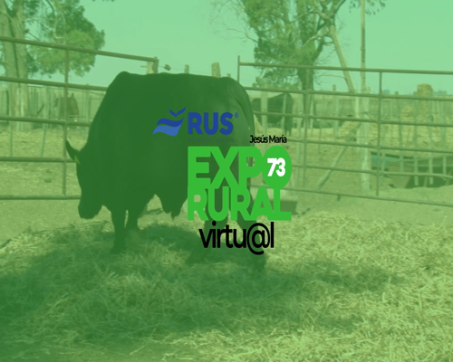 Lote TORO BRANGUS REG. DEFINITIVO