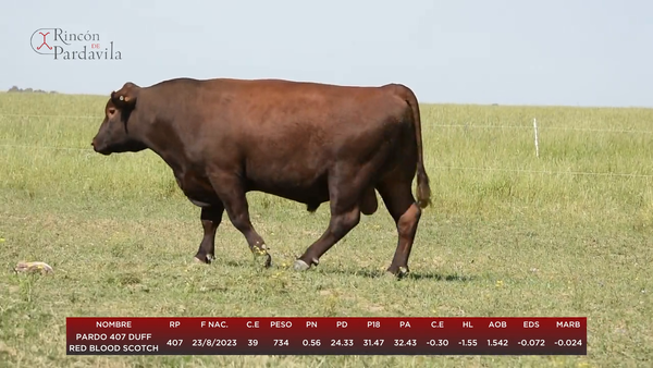 Lote PARDO 407 DUFF RED BLOOD SCOTCH