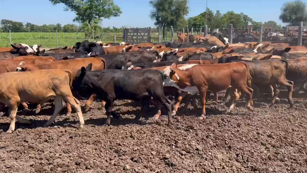 Lote 200 Terneros/as en Sáenz Peña, Chaco