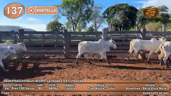 Lote LOTE 137 - PANTALLA