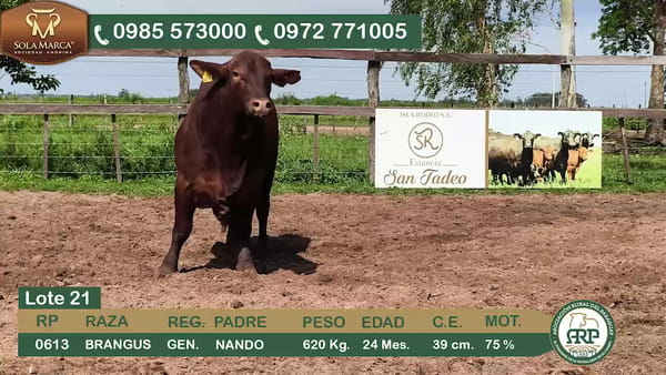 Lote Toros BRANGUS, Ñeembucú