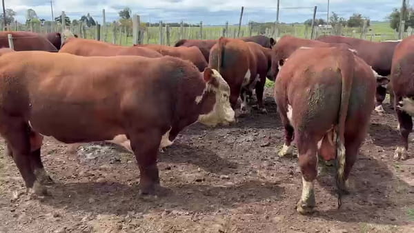 Lote Birriel Hnos / El Porfiado