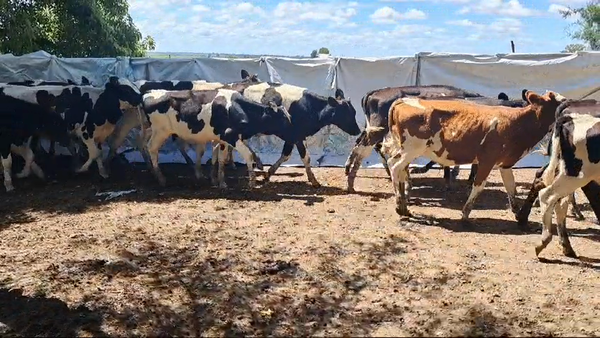 Lote TERNEROS HOLANDO