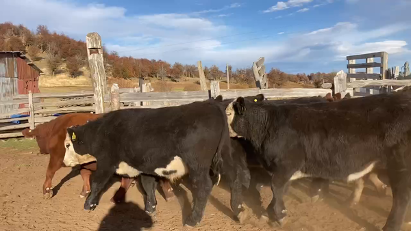 Lote 50 Novillo Engorda en Coyhaique, XI Región Aysén