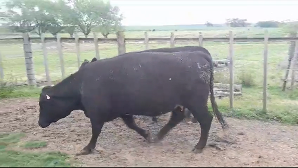 Lote (Vendido)2 Vaquillonas/Vacas Gordas ANGUS 700kg -  en SAN JUAN