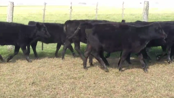 Lote 70 TERNS HEMBRAS, RAUCH, PCIA. DE BS. AS.